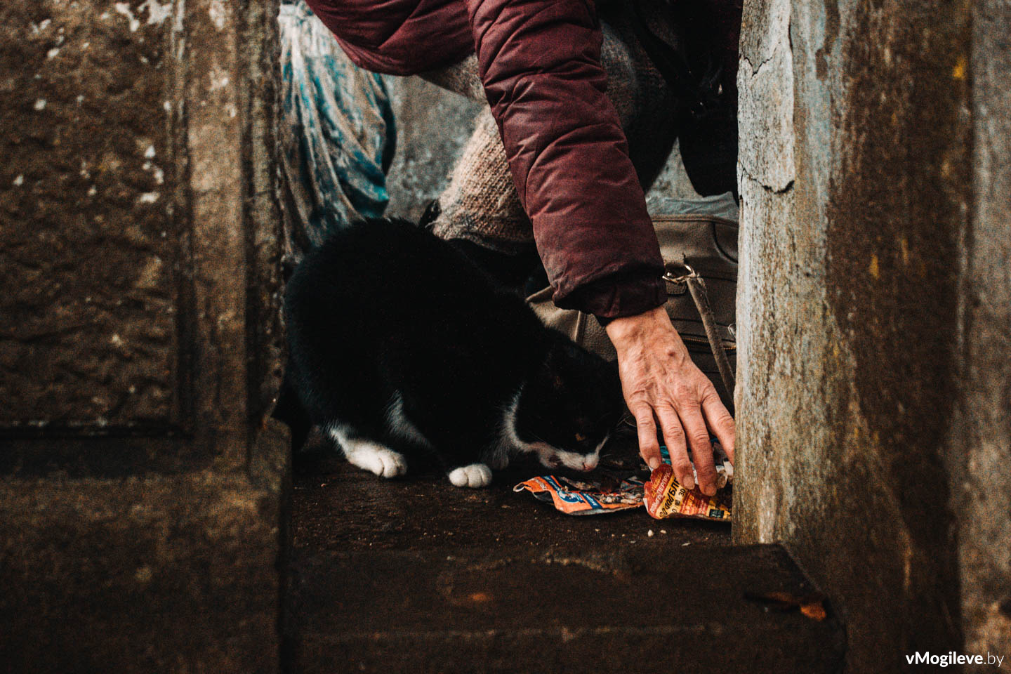 Бабушка кормит кота на Польском кладбище. Могилев