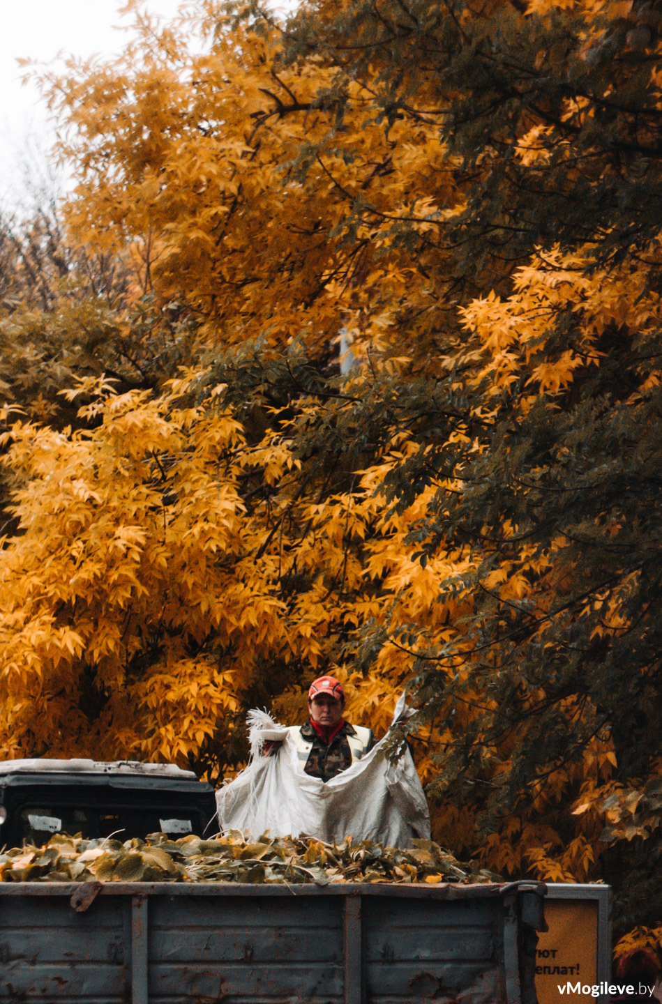 Уборка листьев в Могилеве