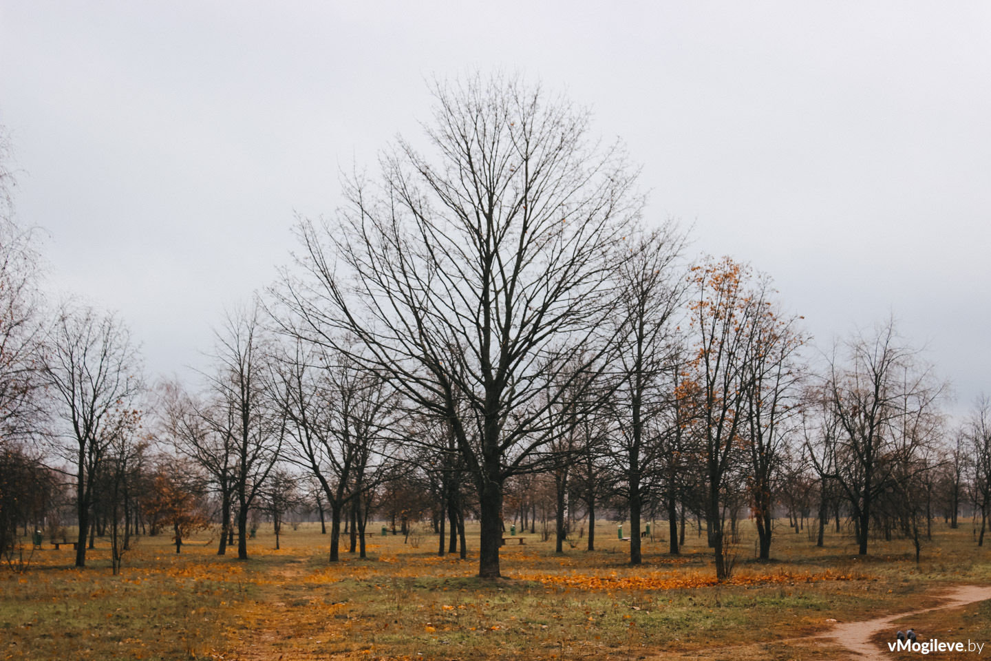 Осенние деревья, Могилев