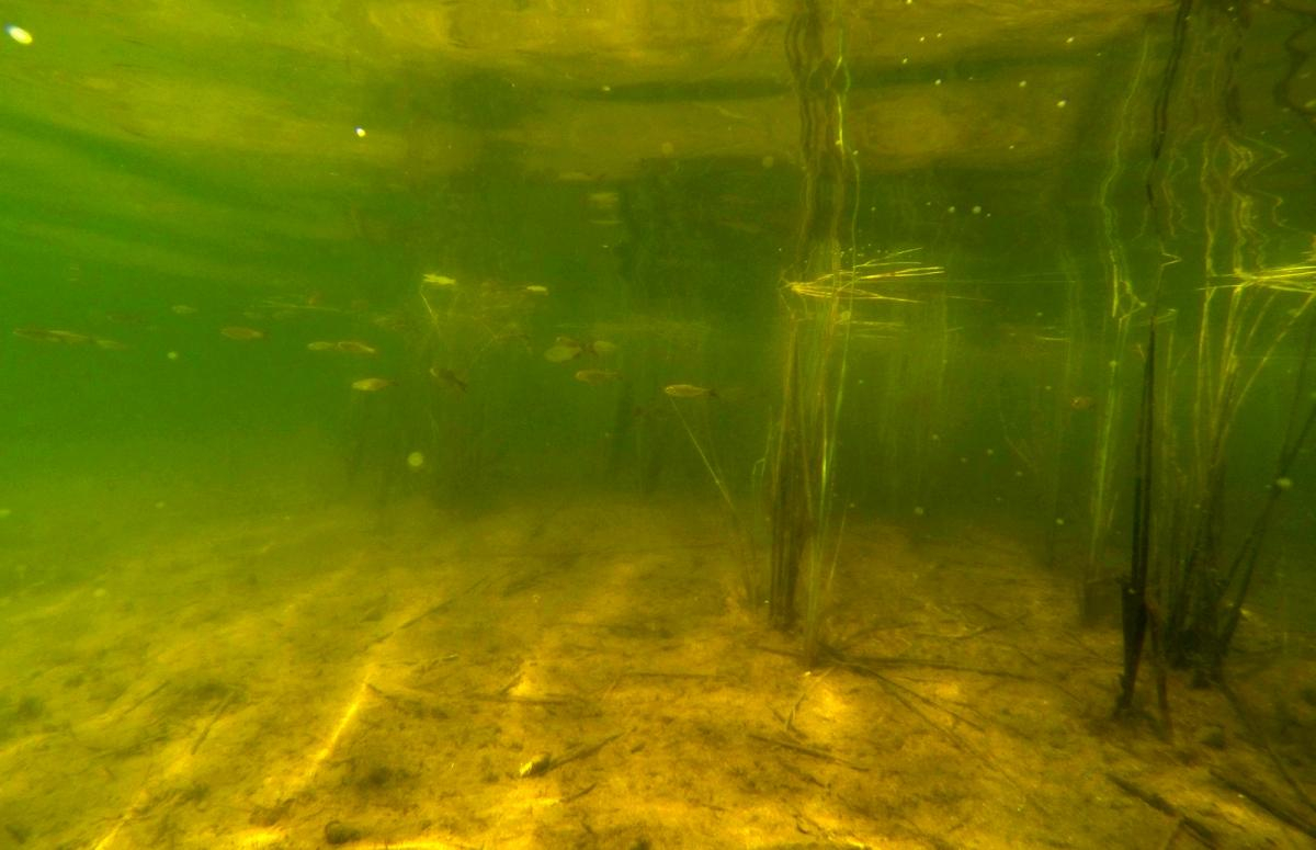 Водоросли в реке под водой