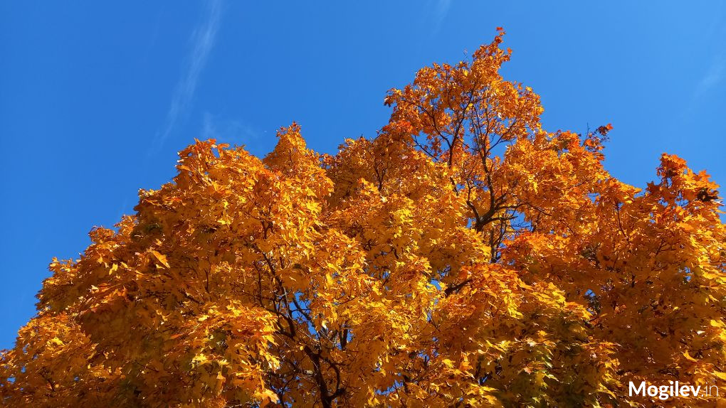 Желтые листья