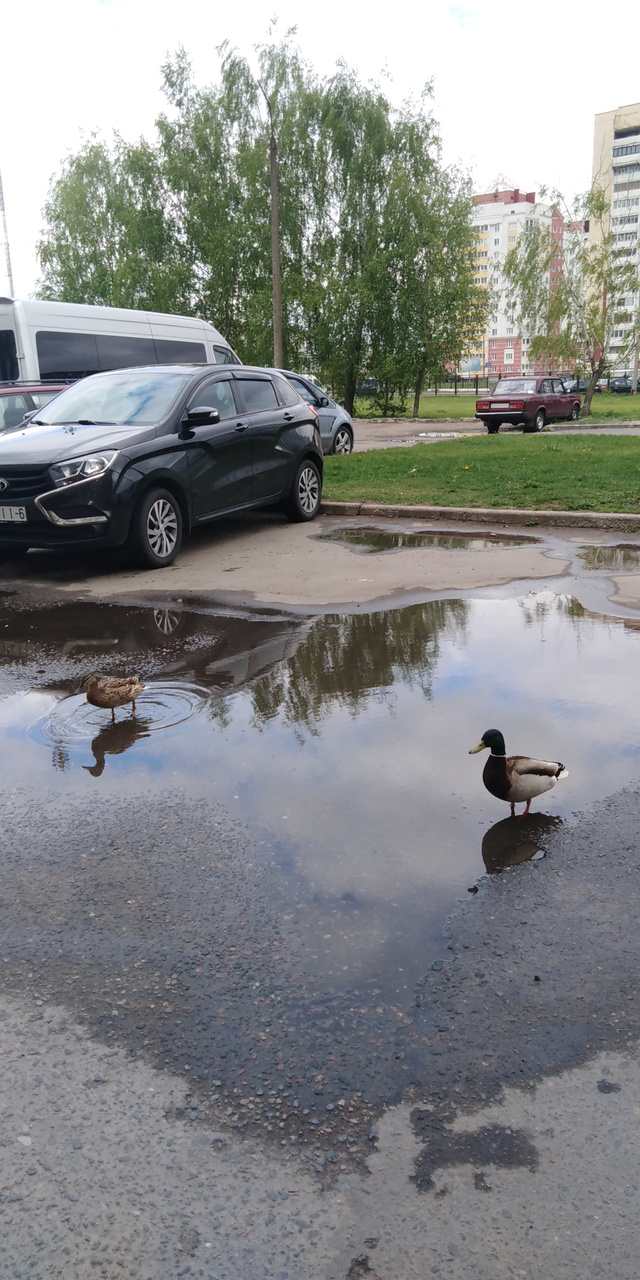 Горожане — на природу, утки — в город